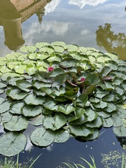 Nymphaea × marliacea