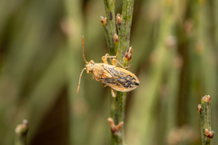 Rhopalus parumpunctatus