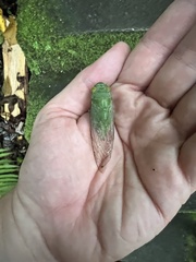 Dundubia