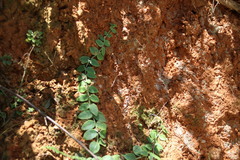 Psychotria serpens