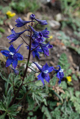 Delphinium menziesii