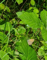 Satyrium ilicis