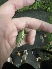 Dundubia