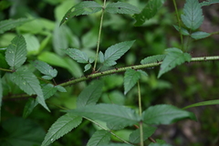 Rubus sumatranus