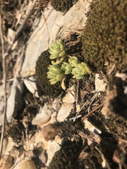 Sedum nevii