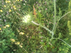 Daucus