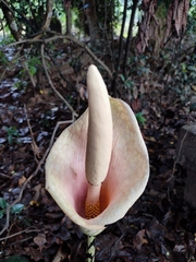 Amorphophallus bulbifer