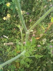 Daucus