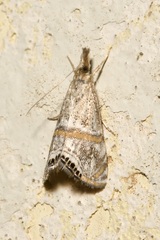 Euchromius superbellus