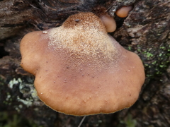 Lentinellus pulvinulus