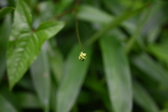 Persicaria senticosa
