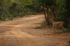 Axis axis ceylonensis