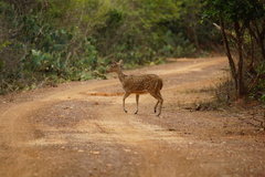Axis axis ceylonensis