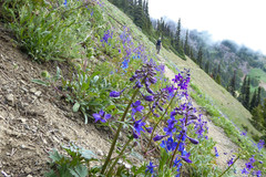 Delphinium menziesii