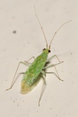 Zanchius breviceps