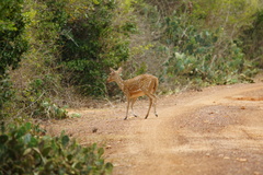 Axis axis ceylonensis