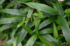 Persicaria senticosa