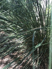 Ampelodesmos mauritanicus