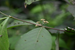 Callicarpa giraldii