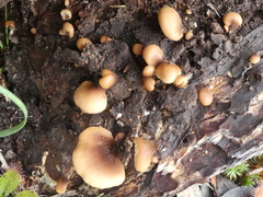 Lentinellus pulvinulus