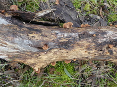 Lentinellus pulvinulus