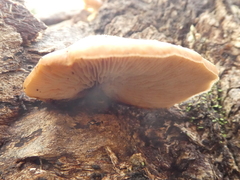 Lentinellus pulvinulus