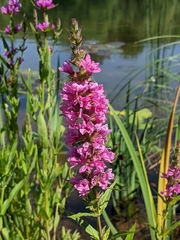 Lythrum salicaria