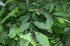 Callicarpa giraldii