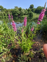Lythrum salicaria