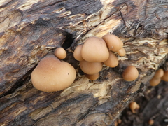 Lentinellus pulvinulus