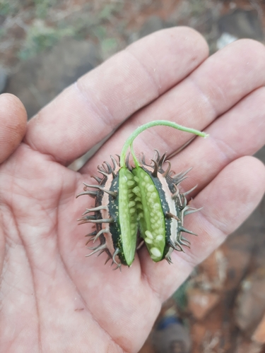 Cucumis ficifolius