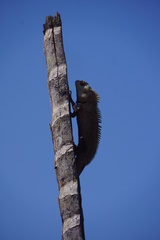 Calotes versicolor