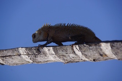 Calotes versicolor