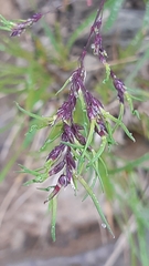 Poa alpina vivipara
