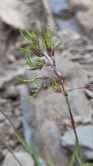 Poa alpina vivipara