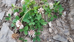 Trifolium thalii