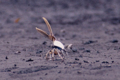 Uca ornata
