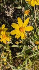 Senecio gregorii