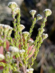 Phylica parvula