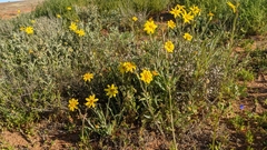 Senecio gregorii
