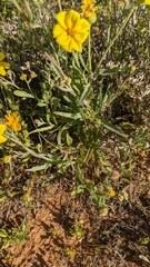 Senecio gregorii