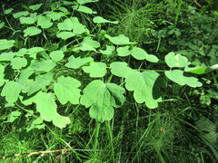 Thalictrum baicalense