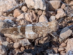 Oedipoda germanica