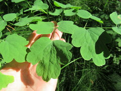 Thalictrum baicalense