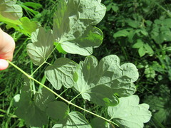 Thalictrum baicalense