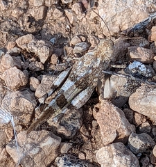 Oedipoda germanica
