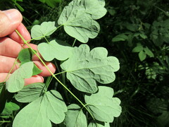 Thalictrum baicalense