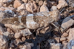 Oedipoda germanica