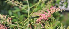 Grevillea dryandri