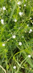 Stellaria